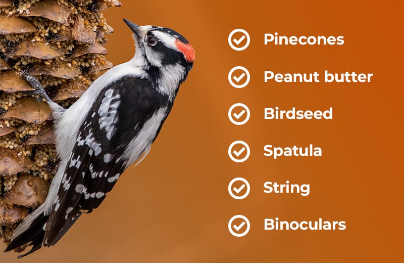 Photo of bird. Pinecones, peanut butter, birdseed, spatula, string, binoculars.